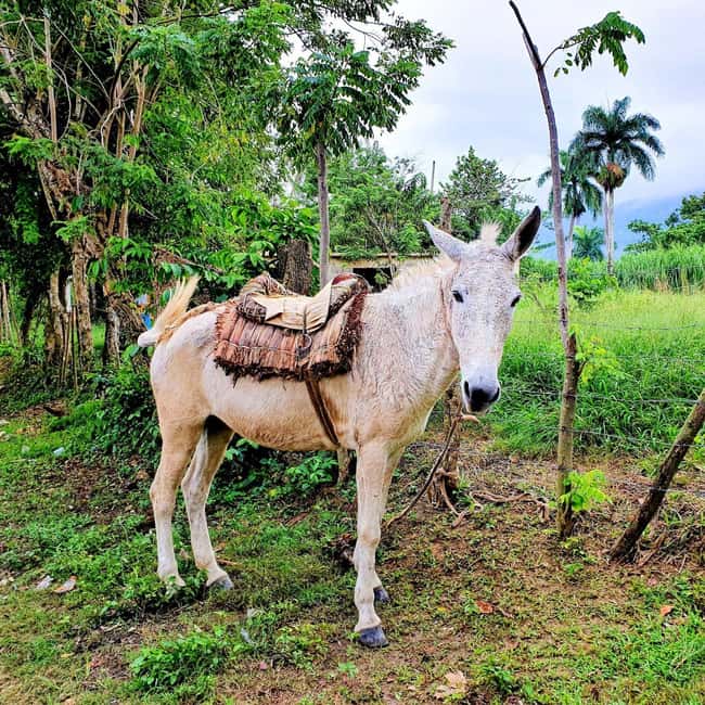 Puerto Plata Trekking - Experience of Nature and Folklore - What makes this Puerto Plata trek special