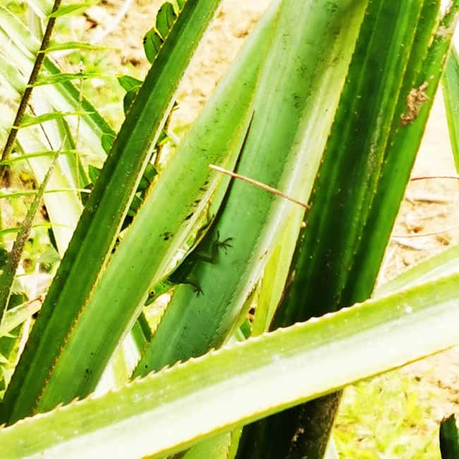 Puerto Plata Trekking - Experience of Nature and Folklore - The forest route and its scenic pauses