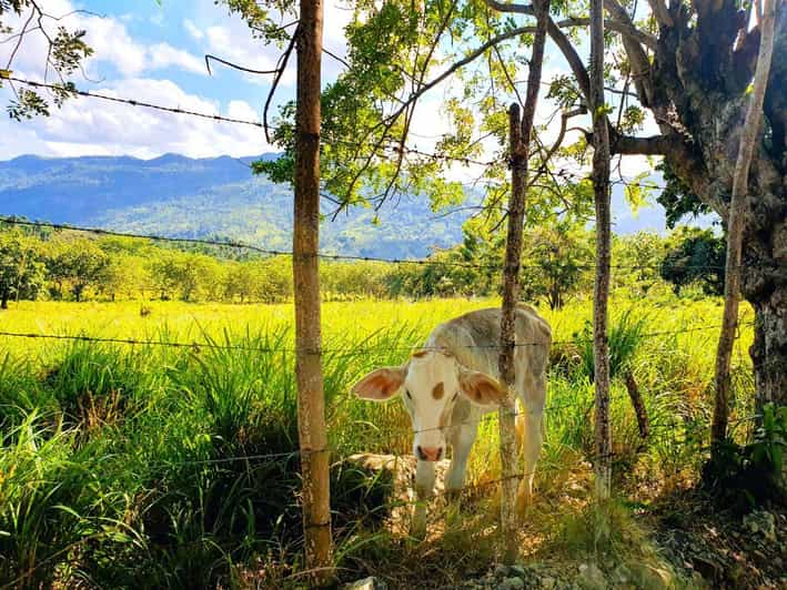 Puerto Plata Trekking - Experience of Nature and Folklore - The final hour and the village colmado