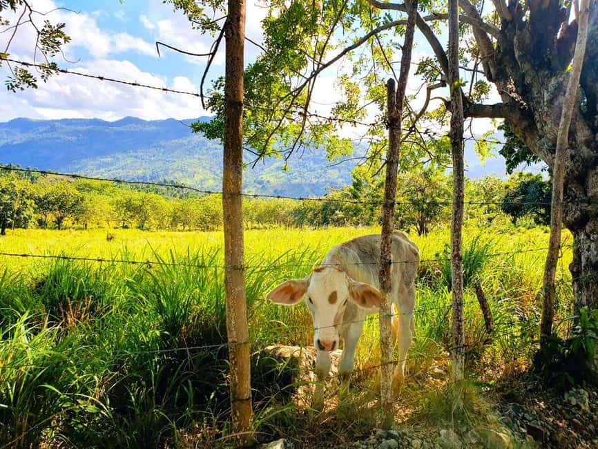 Puerto Plata Trekking - Experience of Nature and Folklore - The first 30 minutes on foot