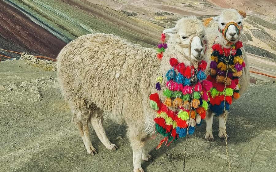 Rainbow Mountain Trek 1 Day - Breakfast with alpacas and llamas