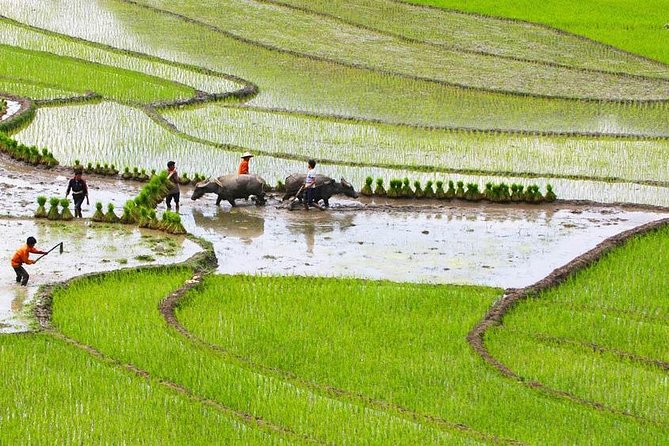 Red Dao Village Trek and Herbal Bath - Leaving Sapa for Suoi Ho’s hilltop views