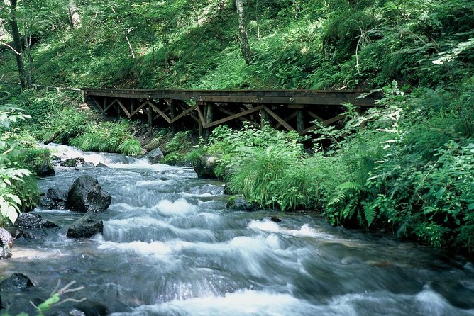 Relax and refresh in Karuizawa Forest! Shinanoji down trekking around two people - Who will enjoy this Karuizawa walk