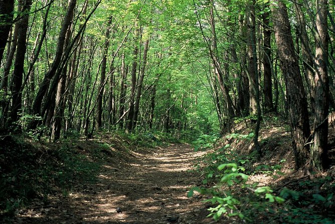 Relax and refresh in Karuizawa Forest! Shinanoji down trekking around two people - Ryugaeshi no Taki and the quieter second stop