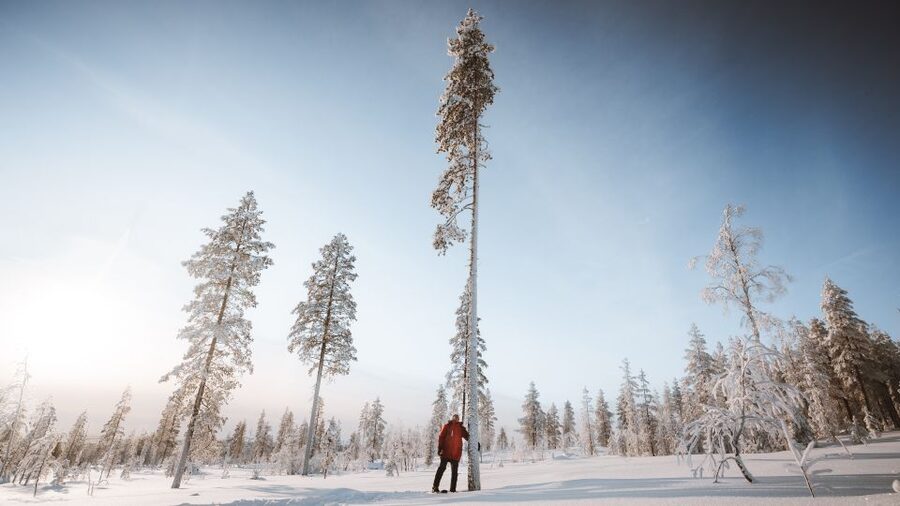 Rovaniemi: Lapland Ski Trekking Safari - The campfire stop and Finnish snacks