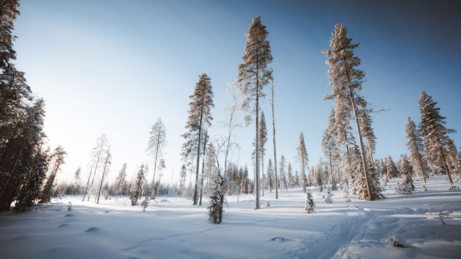 Rovaniemi: Lapland Ski Trekking Safari - Weather, clothing, and comfort