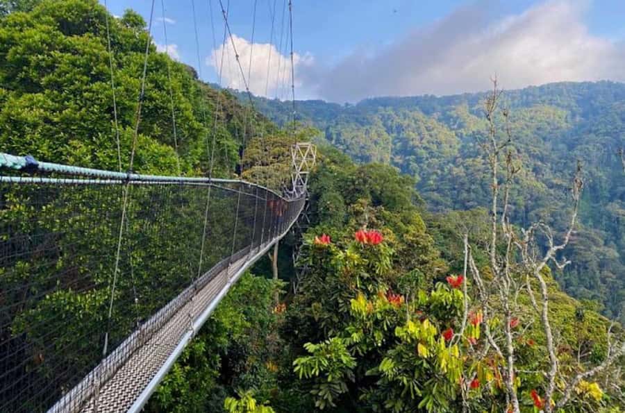 Rwanda: 3-Day Chimpanzee Trekking, Canopy, and Lake Kivu … - Tea, then the road to Lake Kivu