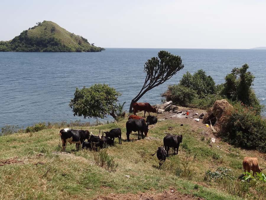 Rwanda: 3-Day Chimpanzee Trekking, Canopy, and Lake Kivu … - Island hopping from Lake Kivu