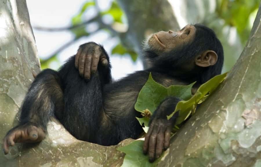 Rwanda: 3-Day Chimpanzee Trekking, Canopy, and Lake Kivu … - Who will enjoy this trip most?