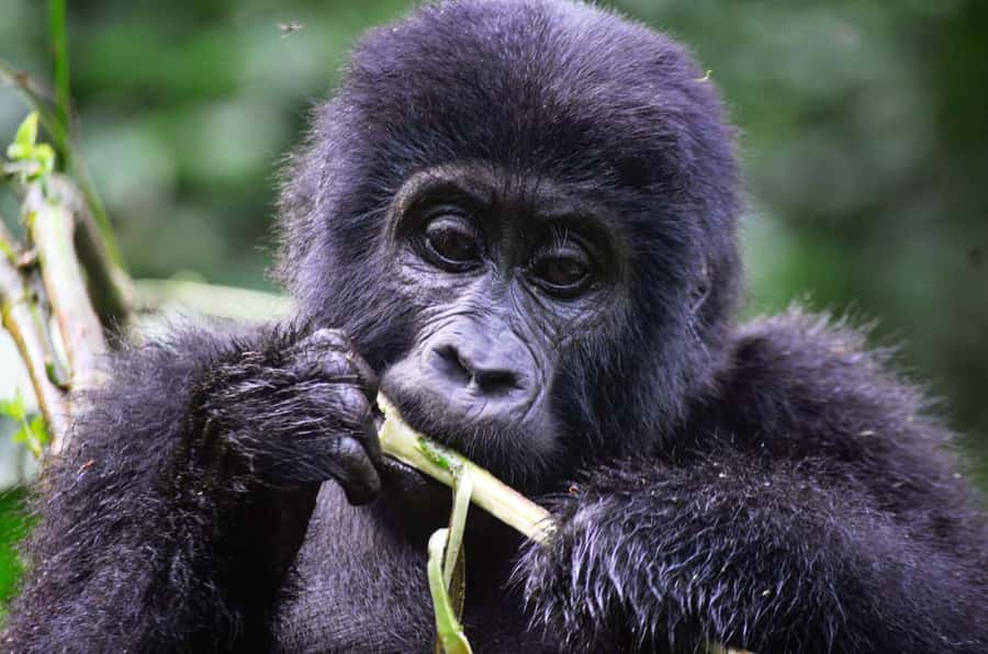 Rwanda: 5-Day Gorilla and Chimpanzee Trekking Tour - Day 2: Chimpanzees and the Nyungwe canopy walk