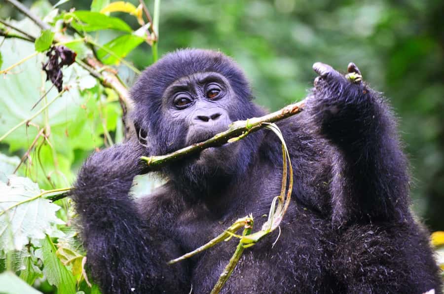 Rwanda: 5-Day Gorilla and Chimpanzee Trekking Tour - Day 5: Gorilla conservation and the return to Kigali