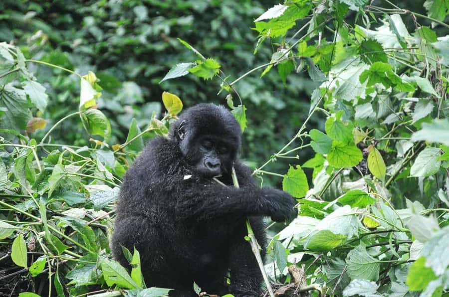 Rwanda: 5-Day Gorilla and Chimpanzee Trekking Tour - Who should book this experience?