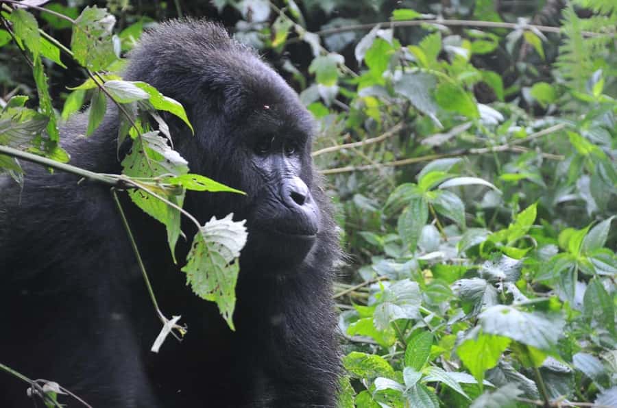 Rwanda: 5-Day Gorilla and Chimpanzee Trekking Tour - Day 1: Kigali to Nyungwe Forest