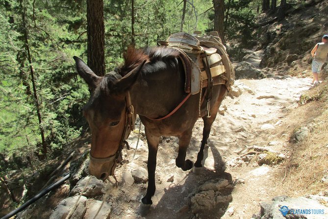 Samaria Gorge Trek: Full-Day Excursion from Chania with Guide - The ferry to Sougia and the ride home