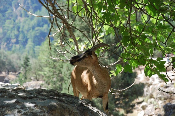 Samaria Gorge Trek: Full-Day Excursion from Rethymno with Guide - The ferry to Sfakia and the bus home