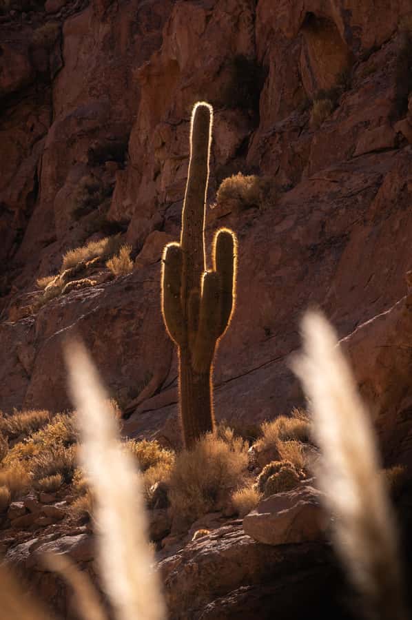 San Pedro de Atacama: Canyon Swimming Pools Trekking Trip - A few drawbacks to consider
