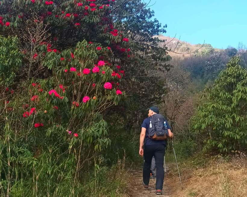 Sandakphu Singalila Ridge Trek - 6 Days - Day 3: Sandakphu to Phalut along the high ridge