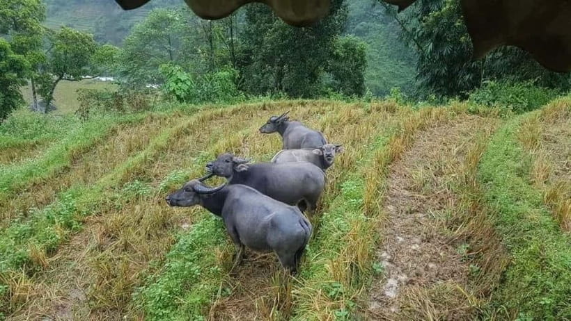 SAPA: 1-DAY TREKKING TOUR WITH LOCALS, LUNCH & RICE FIELDS - What the local guides add