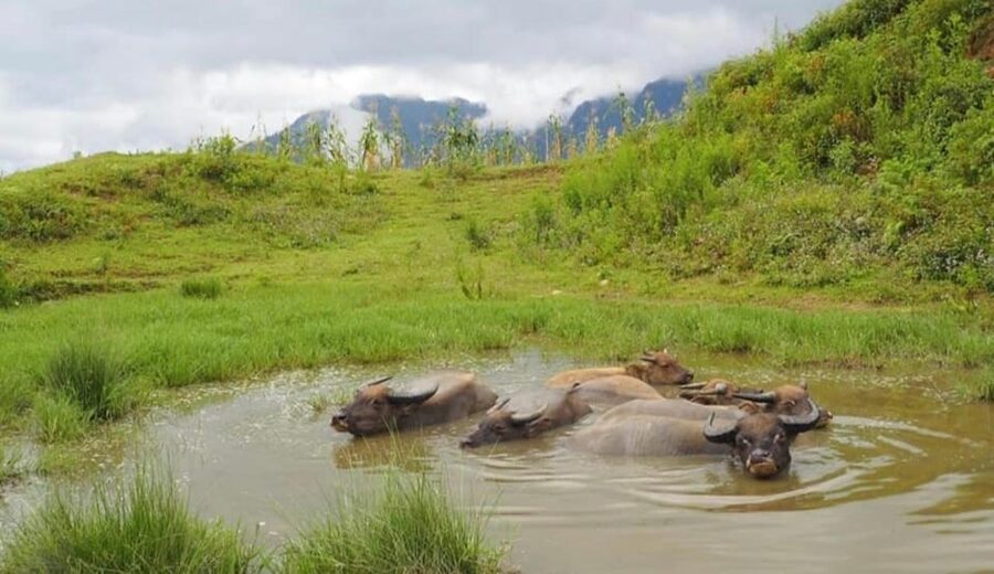 SAPA 2 Day trekking & 1 night Homestay with LOCAL PEOPLE - Day one: Sapa to dragon mountain and Hang Da