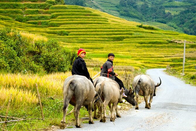 Sapa 3 Days Trekking Tour By Bus from Hanoi (2 Nights in Hotel) - What the guide and group size mean