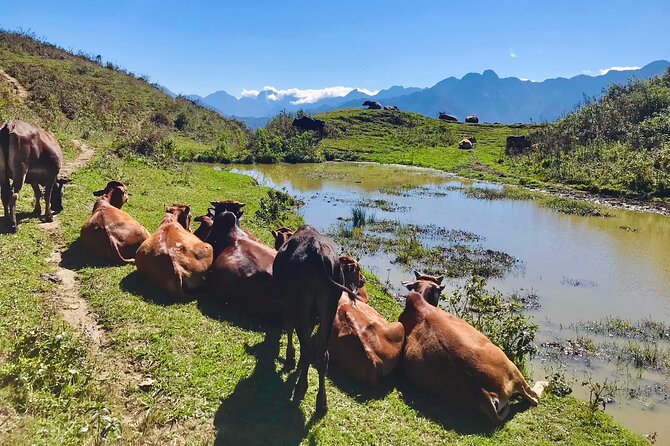 Sapa The Hidden Trail Trek 1 Day - Mountain & Rice Valley - How difficult is the walking?