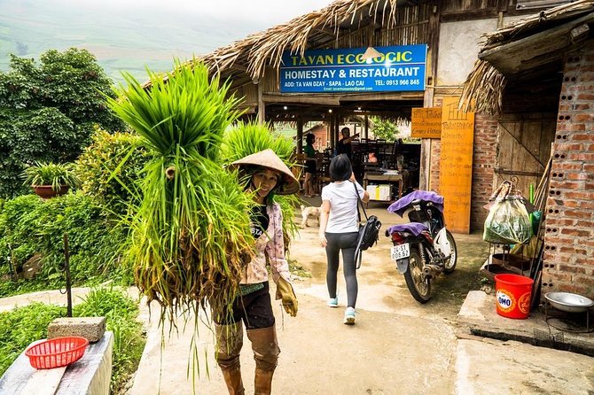 Sapa trekking 2days by bus from Hanoi ( over night in homestay) - Ta Van village and the overnight homestay