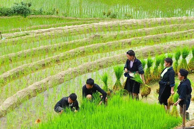 Sapa Trekking Tour 2 Days 1 Night By Bus - Day two, from Dzay breakfast to the final trek