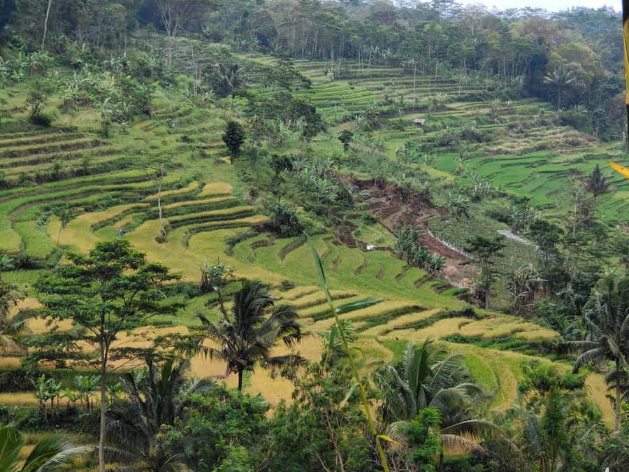 Selogriyo Temple, treking Java Rice Terrace & waterfall - Coffee with local farmers