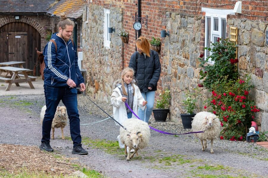 Shropshire: Sheep Trek with the Smallest Sheep in the World - Arriving at Frankly Farm Tours