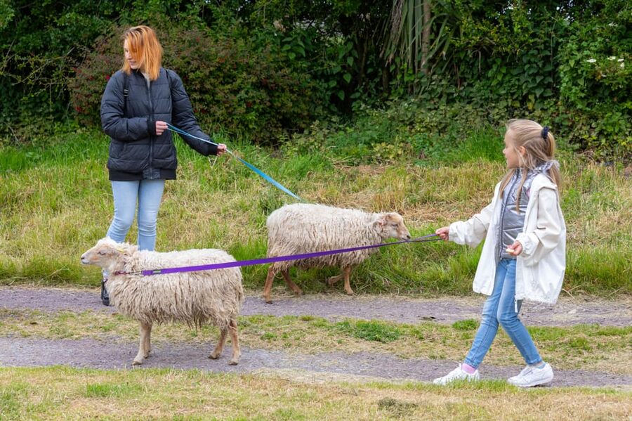 Shropshire: Sheep Trek with the Smallest Sheep in the World - Taking Romulous or Rumpus along the lanes