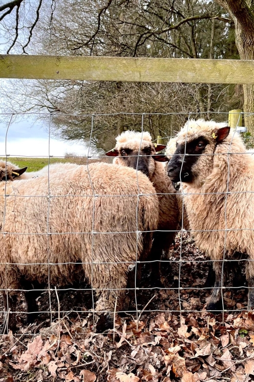 Shropshire: Sheep Trek with the Smallest Sheep in the World - What makes the farm setting valuable