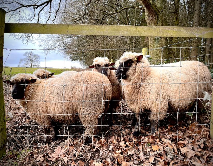 Shropshire: Sheep Trek with the Smallest Sheep in the World - The 10-minute briefing and first meeting