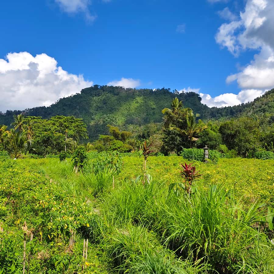 Sidemen rice terraces trek and local village walk - The guides make the experience
