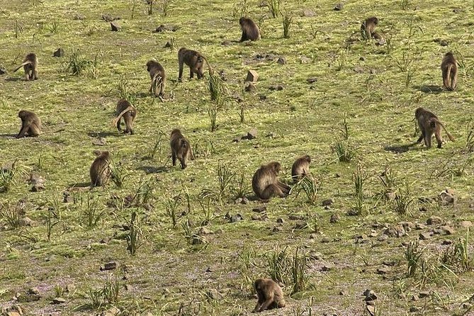 Simien Mountains National Park – 7 Day Trek - Day 5: A Long Descent to Mekarebya