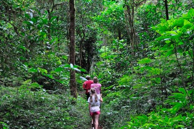 Sinharaja Rainforest Trekking Private Day Trip with Local Lunch - Key things to know before you book