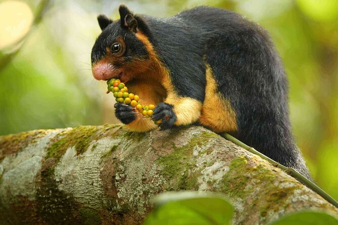 Sinharaja Rainforest Trekking Private Day Trip with Local Lunch - Leech socks are a small but useful extra
