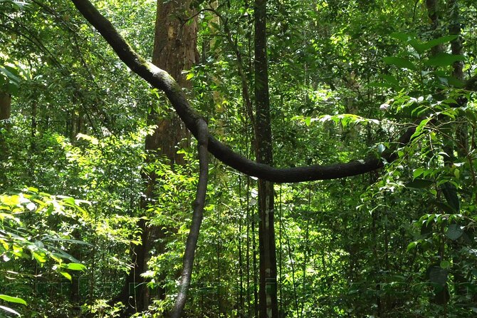 Sinharaja Rainforest Trekking Private Day Trip with Local Lunch - Who will enjoy this most?