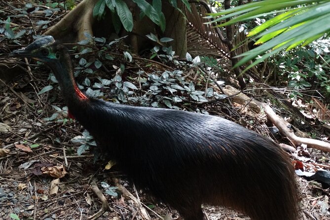 Small-Group Trekking Experience in Daintree National Park - Key points to know before you book