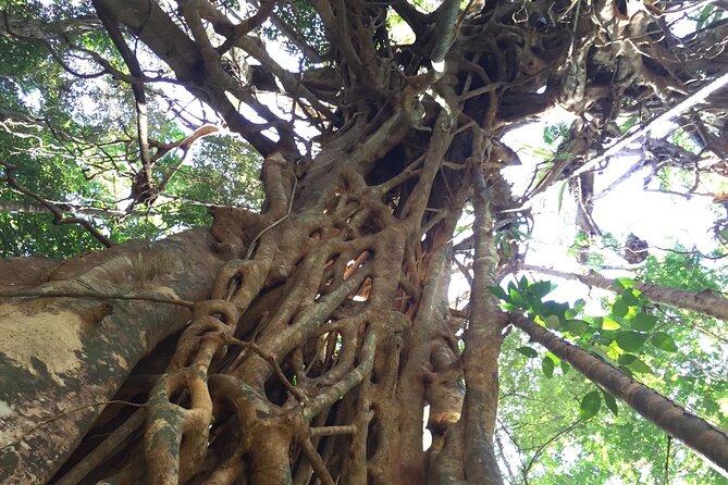 Small-Group Trekking Experience in Daintree National Park - Walking into Daintree’s oldest forest