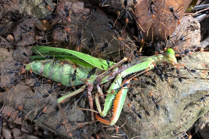 Small-Group Trekking Experience in Daintree National Park - What you may see among the trees