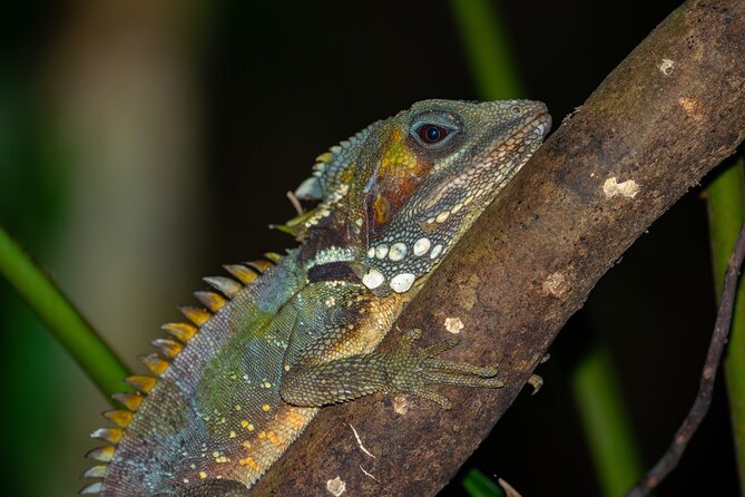 Small-Group Trekking Experience in Daintree National Park - Iain’s role makes the short tour worthwhile