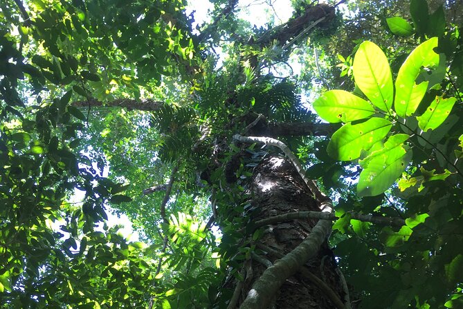 Small-Group Trekking Experience in Daintree National Park - A small group gives you more room to look