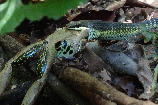 Small-Group Trekking Experience in Daintree National Park - What the $53.79 price really buys