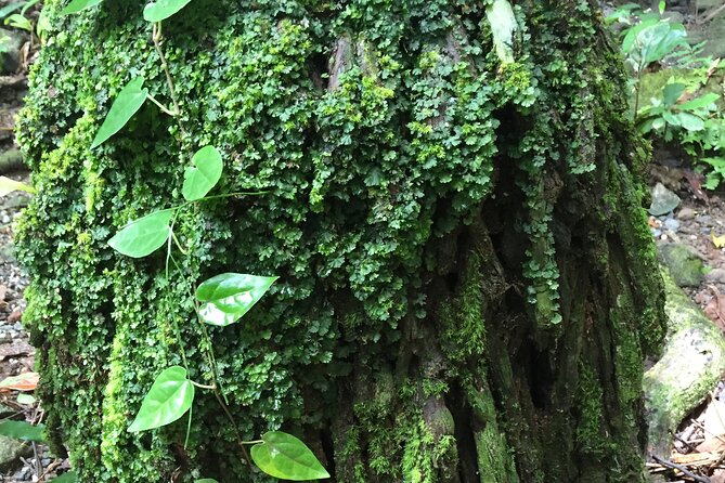 Small-Group Trekking Experience in Daintree National Park - Timing, weather, and cancellation rules