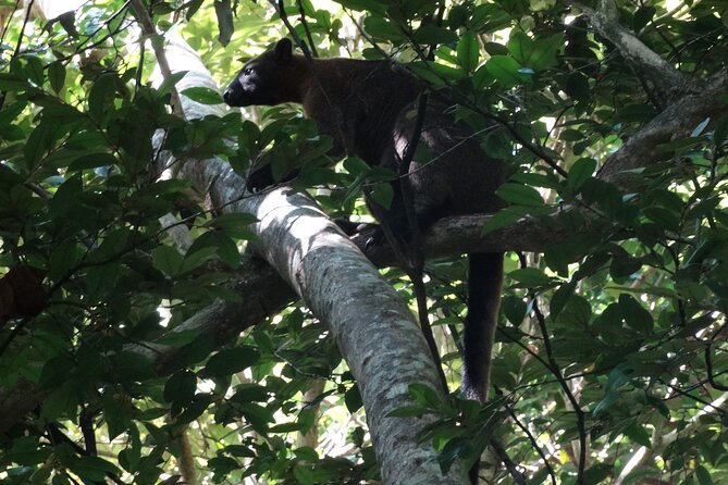 Small-Group Trekking Experience in Daintree National Park - Cape Tribulation is the starting point