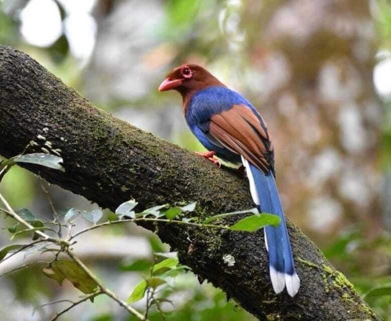 Sri Lanka : Sinharaja Rainforest Guided Trek with Pickup - Local guides make the forest easier to read
