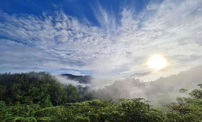 Sri Lanka : Sinharaja Rainforest Guided Trek with Pickup - What the Sinharaja walk is really like