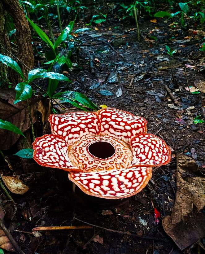 Tambunan: Rafflesia Flower Trekking with Rustic Lunch - Key details before you book