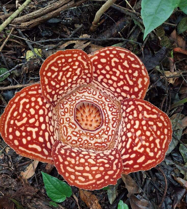 Tambunan: Rafflesia Flower Trekking with Rustic Lunch - Why the Rafflesia is worth seeking