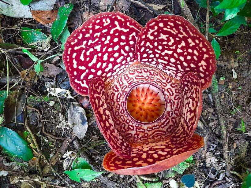 Tambunan: Rafflesia Flower Trekking with Rustic Lunch - At the flower information center